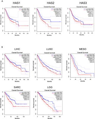 Human Hyaluronidase PH20 Potentiates the Antitumor Activities of Mesothelin-Specific CAR-T Cells Against Gastric Cancer